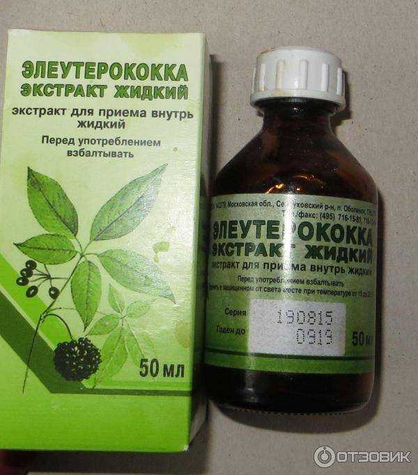 Элеутерококк: виды, польза. уход за элеутерококком и его пересадка