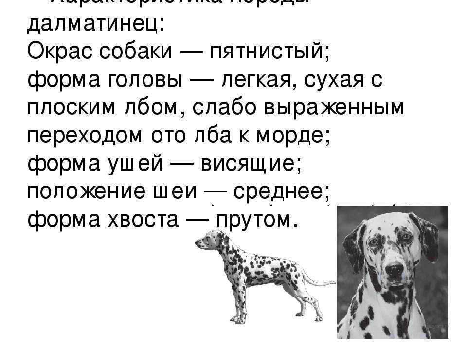 Основные виды брака у далматинов