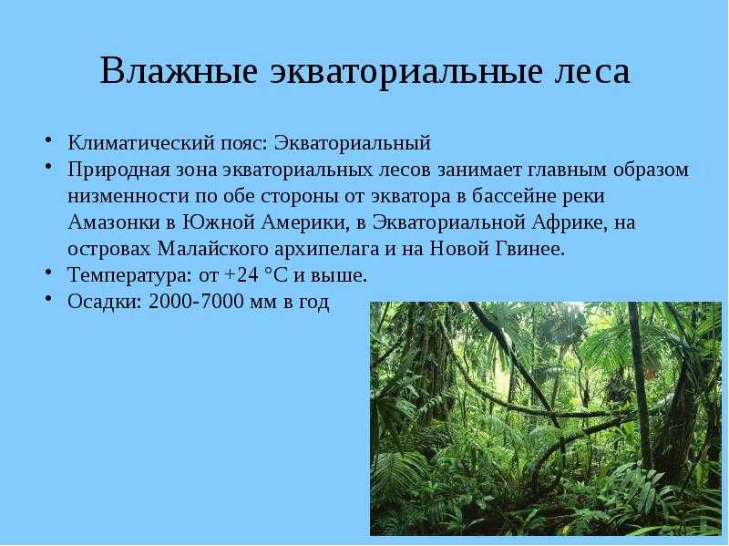 Влажные экваториальные леса африки (гилеи). природные зоны африки