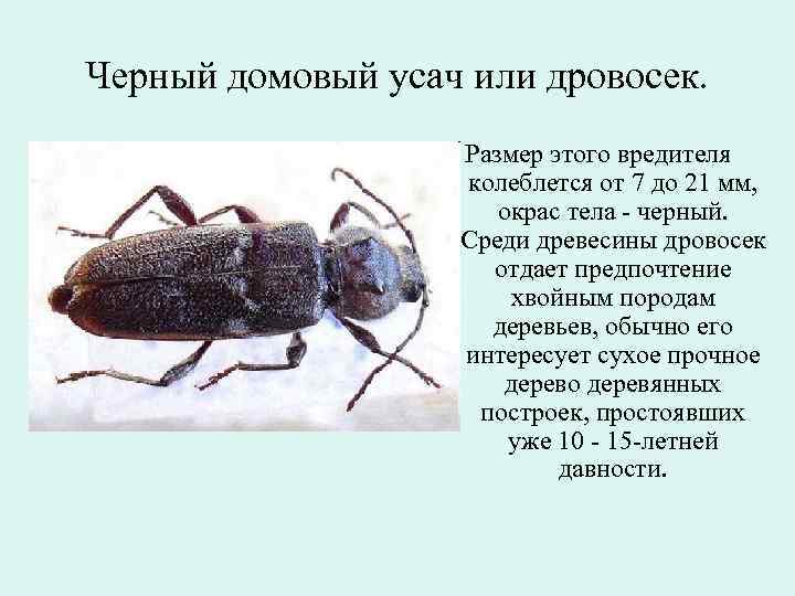 Самые большие в мире жуки | vivareit
