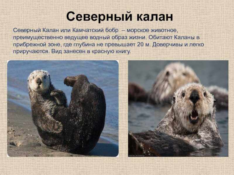 Калан