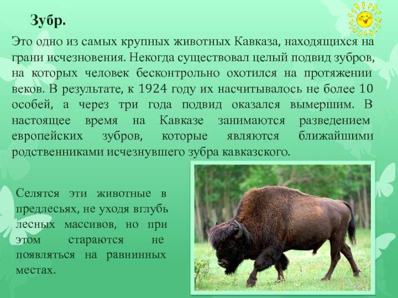 Красная книга краснодарского края: растения, животные и птицы