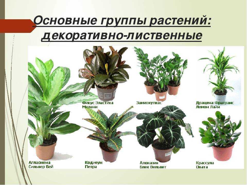 Садовые цветы: фото, названия и описания (каталог)