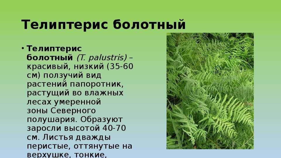 Телиптерис болотный — энциклопедия руниверсалис