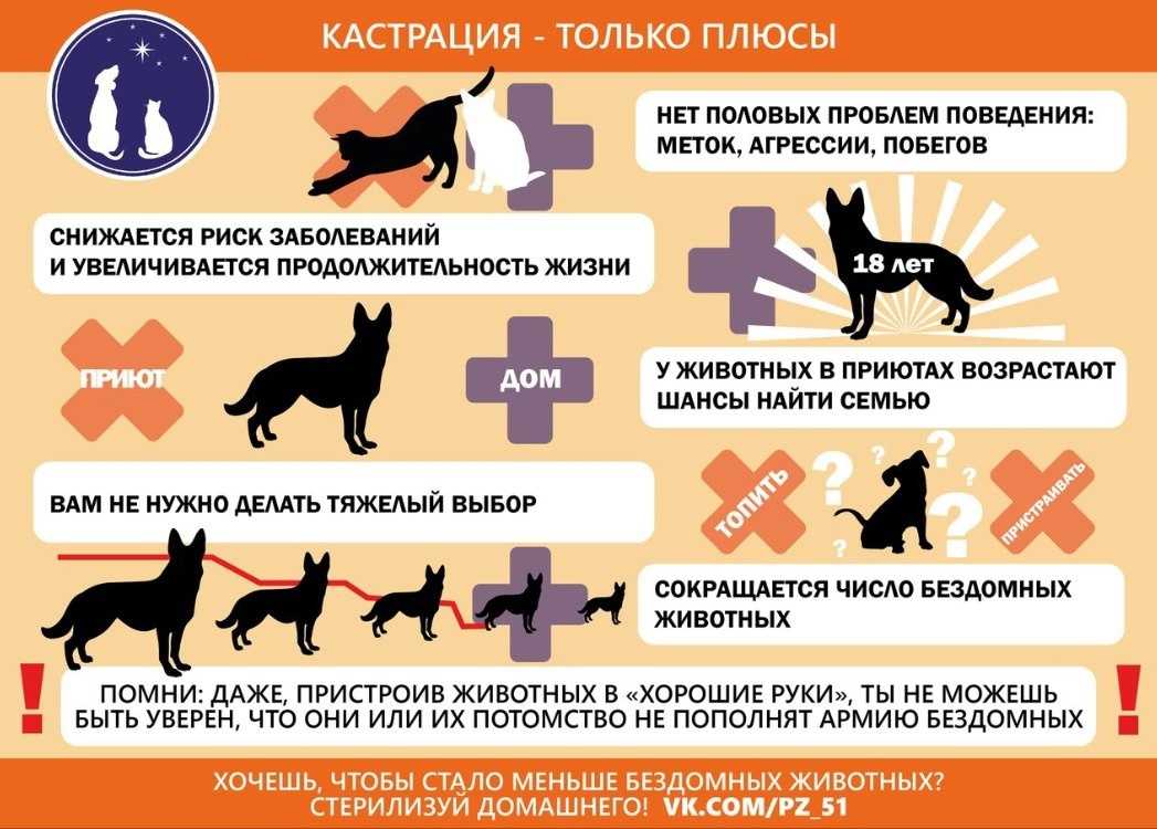 Кастрировать щенка шпица или нет - [2023]
