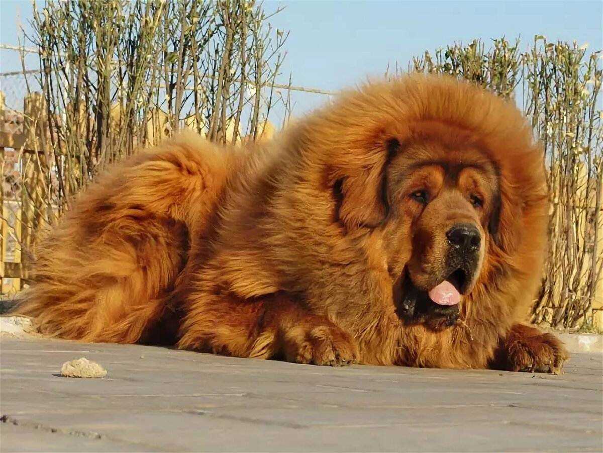 Топ-20 самых больших собак в мире