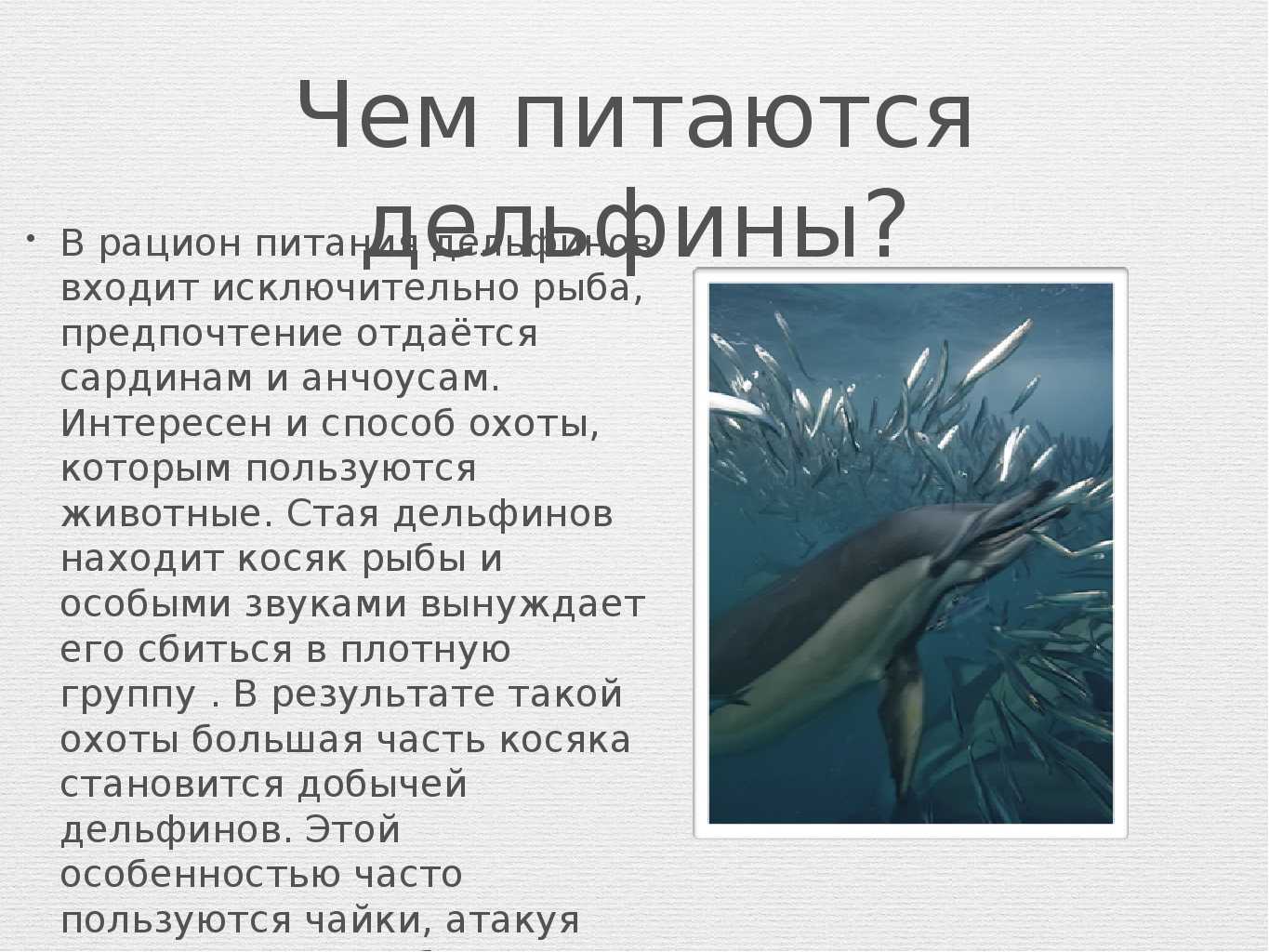 Дельфины: самые крупные, хищные, белые