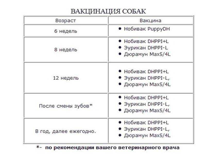 Таблетки от глистов для собак: принцип действия, дозировка, способы применения