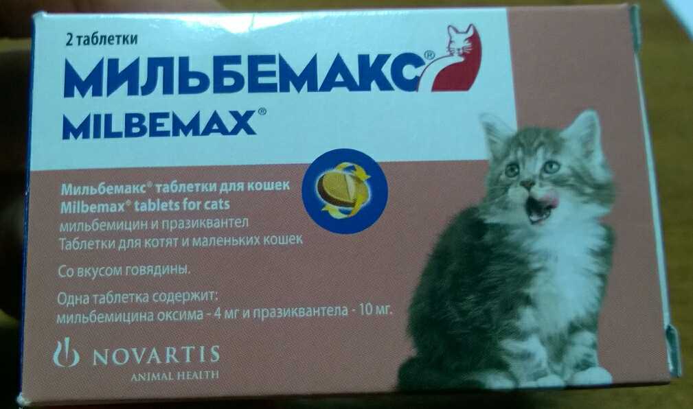 Самые частые кошачьи заболевания: причины и симптомы