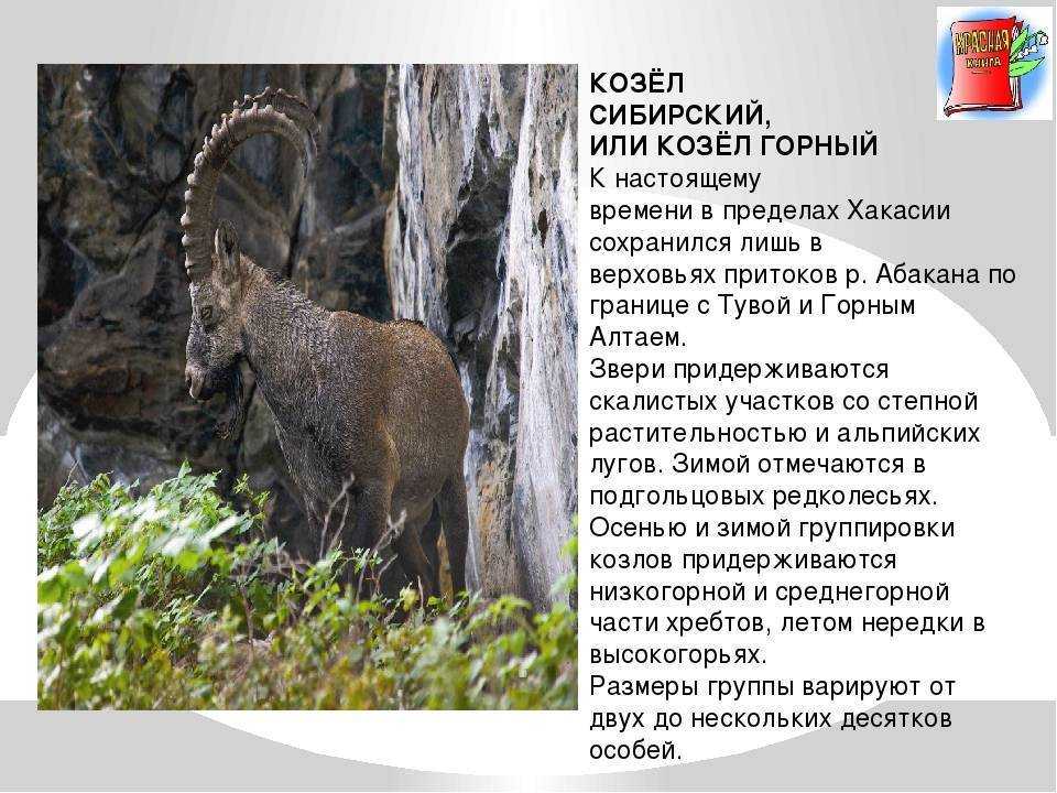 17 дикие животные сибири [дикая природа сибири]