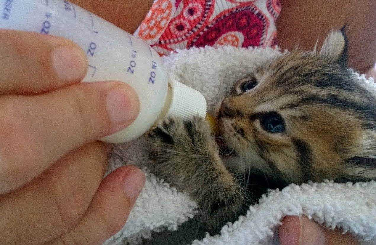 Уход за новорожденными котятами - кормление новорожденных котят, режим кормление, нормы кормление, уход за глазами котят, уход за когтями, купание котят, уход за маленьким котенком - всё о кошках и котах