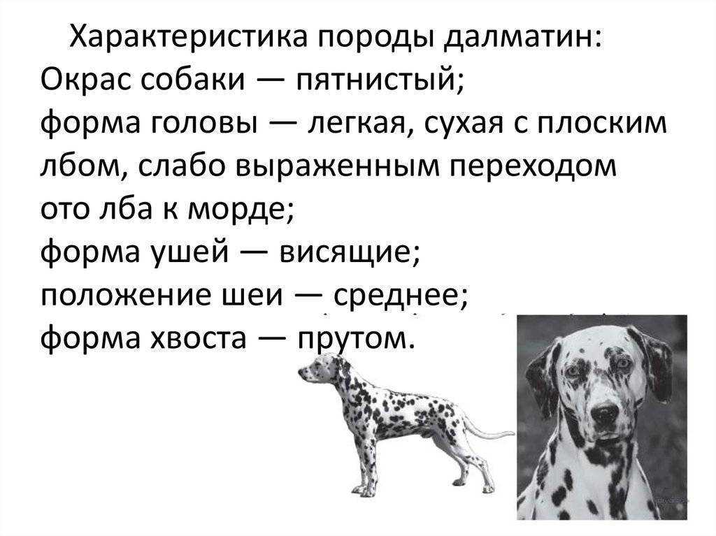 Ответ на вопрос, сколько живут далматинцы в среднем – 11-17 лет Статья содержит информацию о том, как в домашних условиях увеличить продолжительность жизни вашего питомца