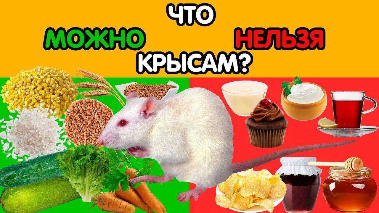 Чем кормить домашнюю крысу, список разрешенных продуктов