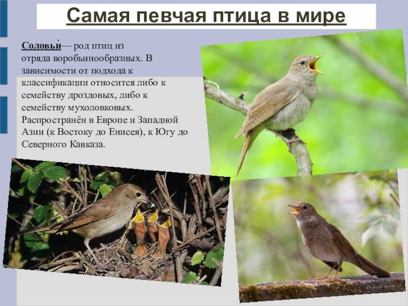 Отряд 33. passeriformes - воробьинообразные [1974 карташев н.н. - систематика птиц]