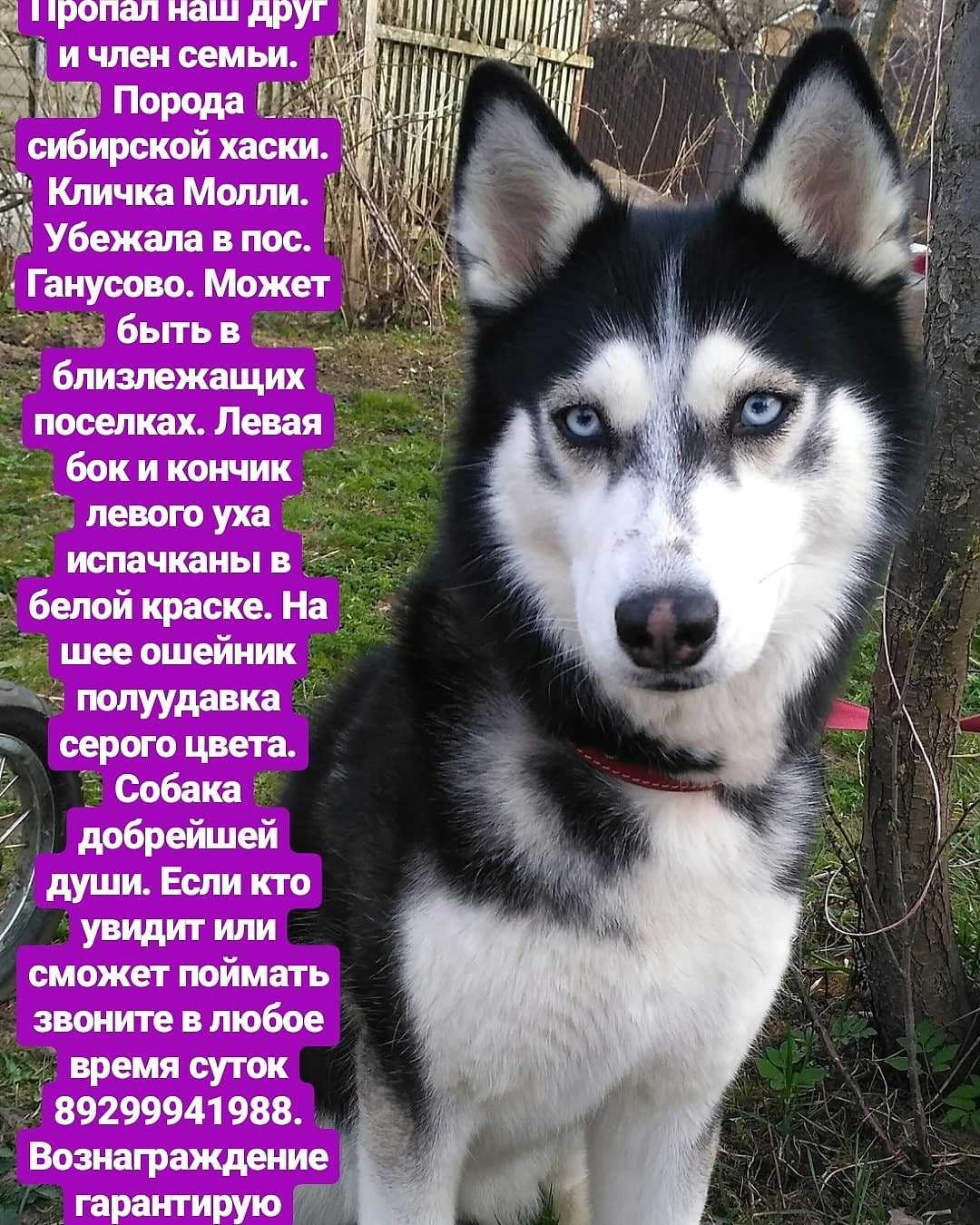 Как назвать собаку девочку? имена для собак девочек