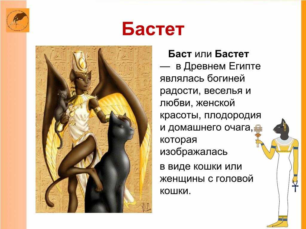 Имена для кота сфинкса
