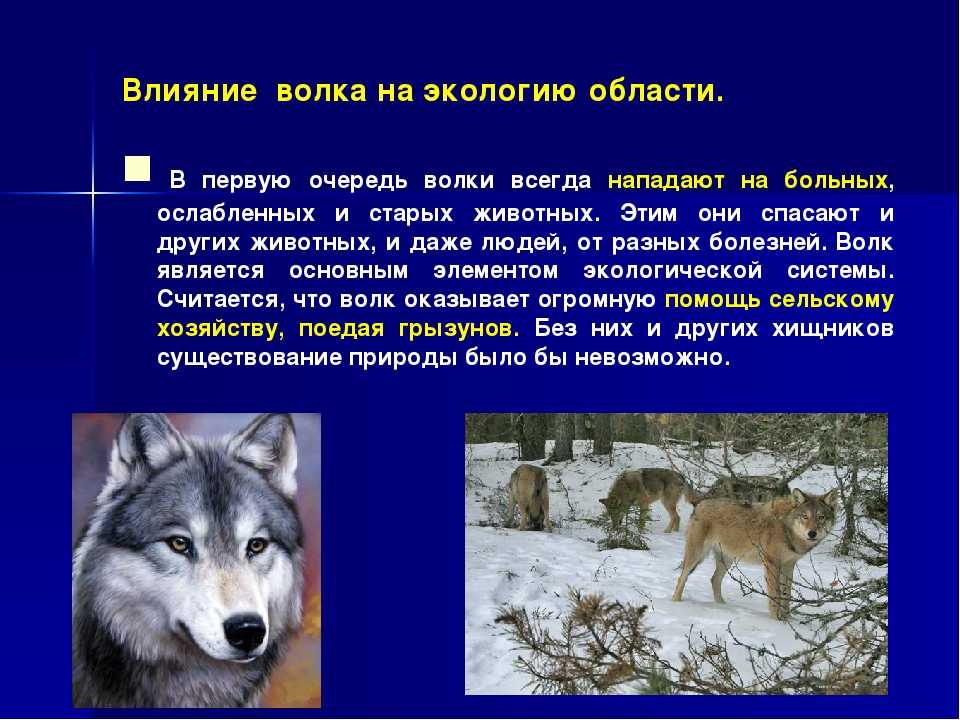 Красный волк: описание, фото, ареал и среда обитания, питание, хищничество (2 видео)