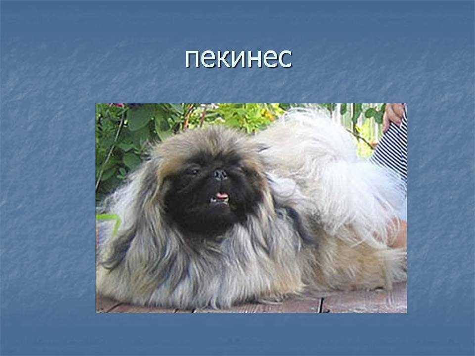 Рубрика “пекинес”