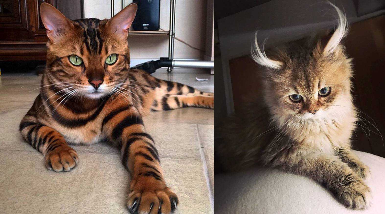 379+ красивых кличек для бенгальских кошек