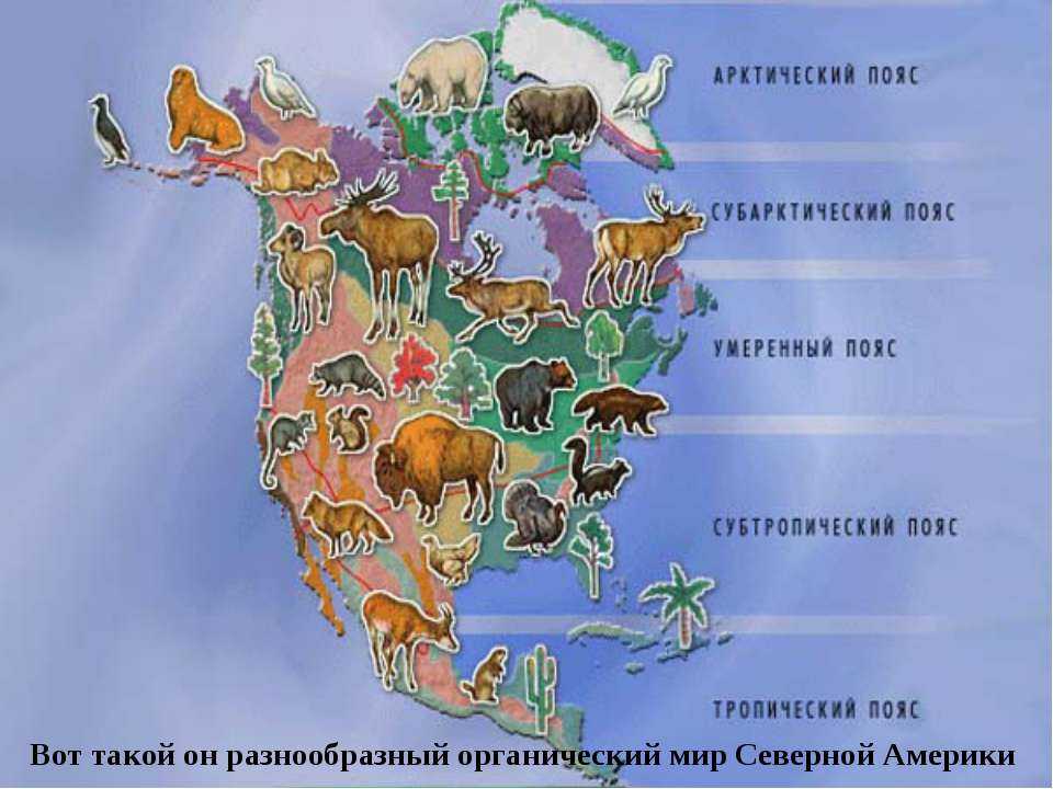 Растения северной америки