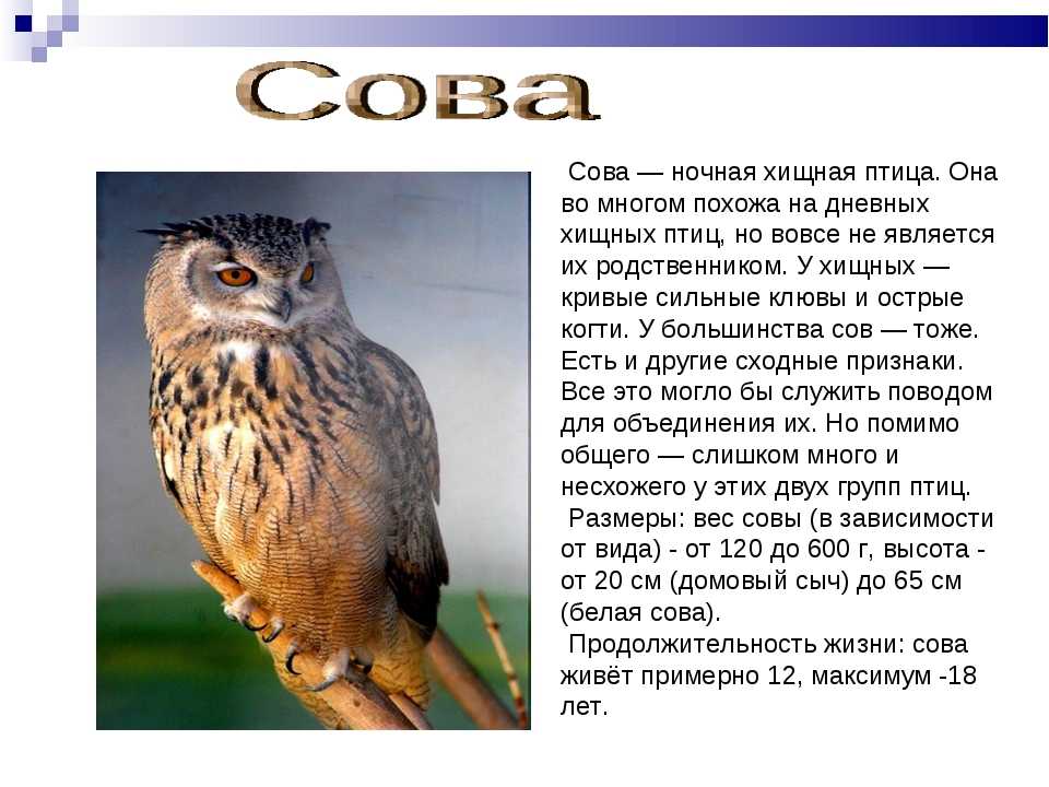 Сова болотная — флора и фауна югры — мау «краеведческий музей» г. покачи