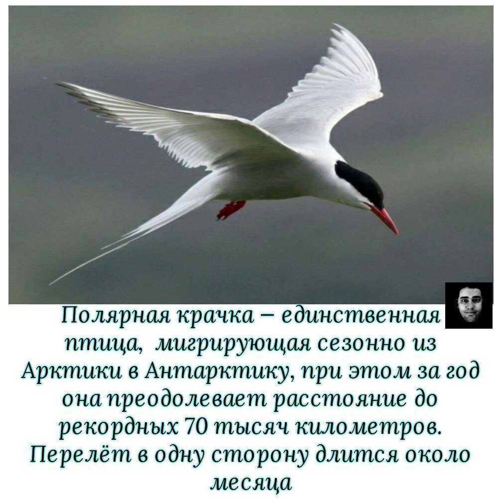 Крачка, птица крачка, все о крачке, крачка описание, крачка в природе