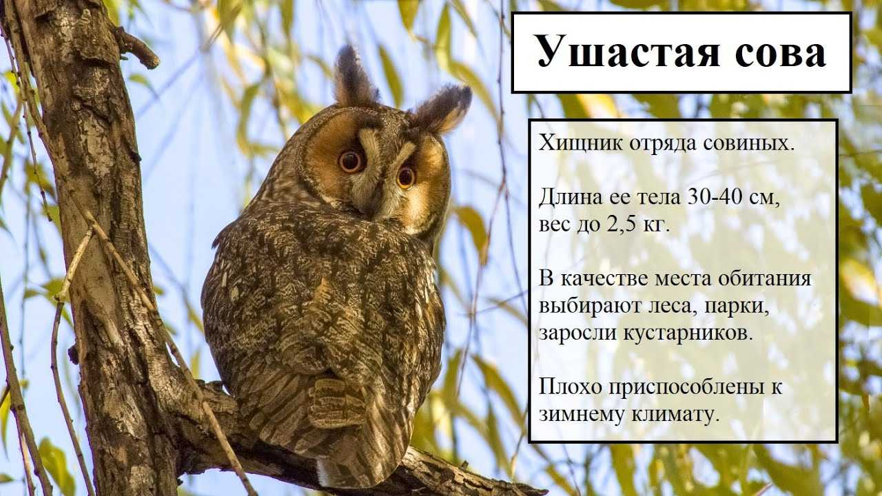 Млекопитающие животные брянской области