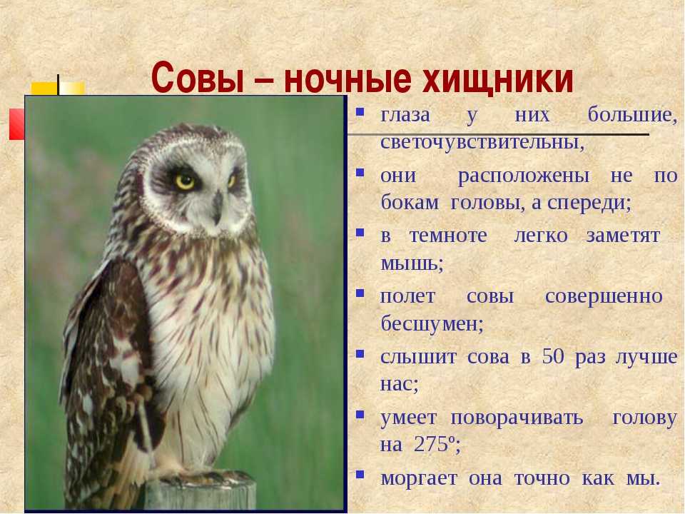 Болотная сова (asio flammeus): фото и видео крылатого мышелова