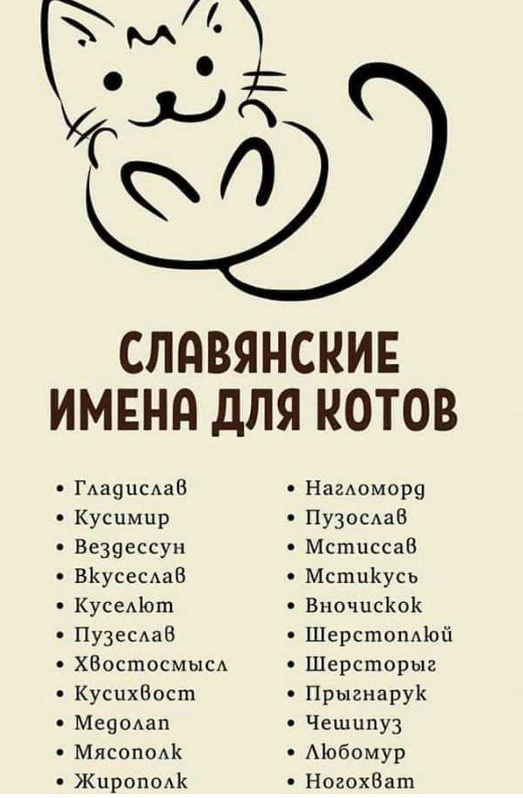 Красивые клички для кошки