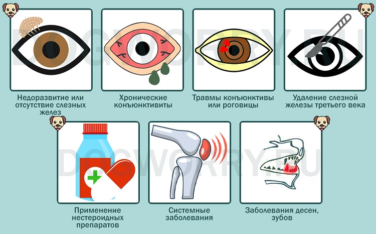 Антибиотики для собак: какой можно давать, список, в таблетках, уколы, собака после антибиотиков - zoosecrets