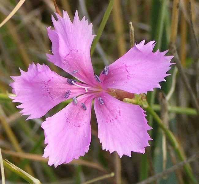 Представители семейства гвоздичные (caryophyllaceae)
