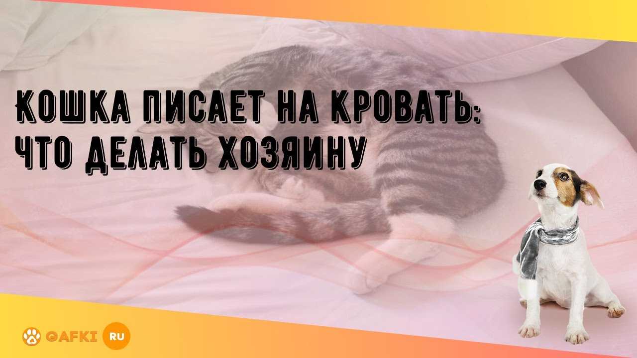 Взрослая кошка стала мочиться на диван — обсуждение в группе "кошки" | птичка.ру
