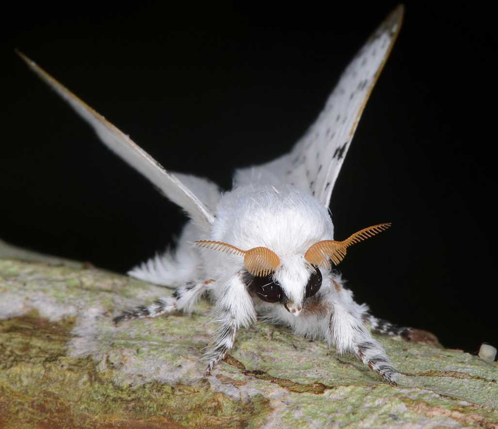 Венесуэльская моль-пудель - venezuelan poodle moth