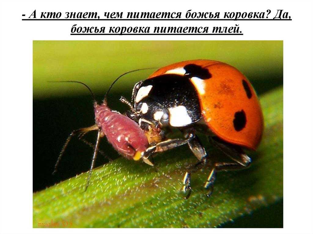 Какие насекомые полезны, а какие вредны для огорода? – 10 самых популярных примеров