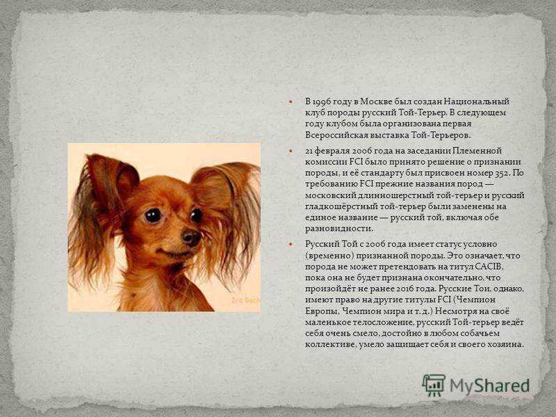 Русский той терьер — описание породы