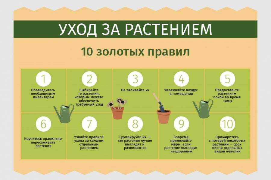Стевия – описание растения, польза и вред, состав, применение в качестве сахарозаменителя и лекарственной травы