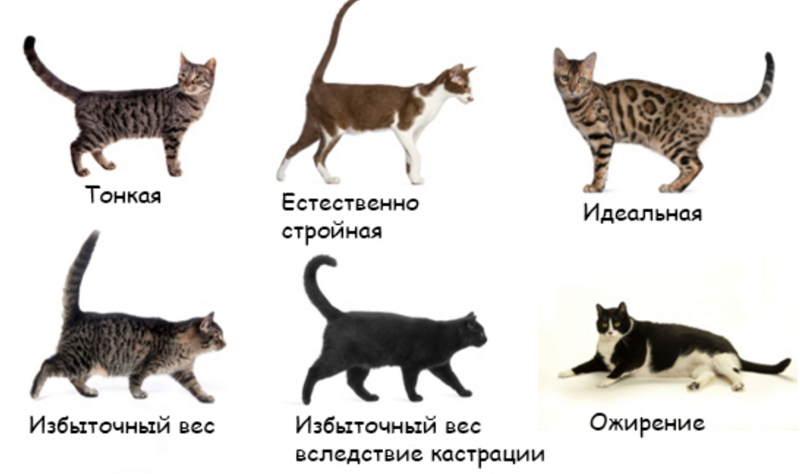 До какого возраста растут коты?
