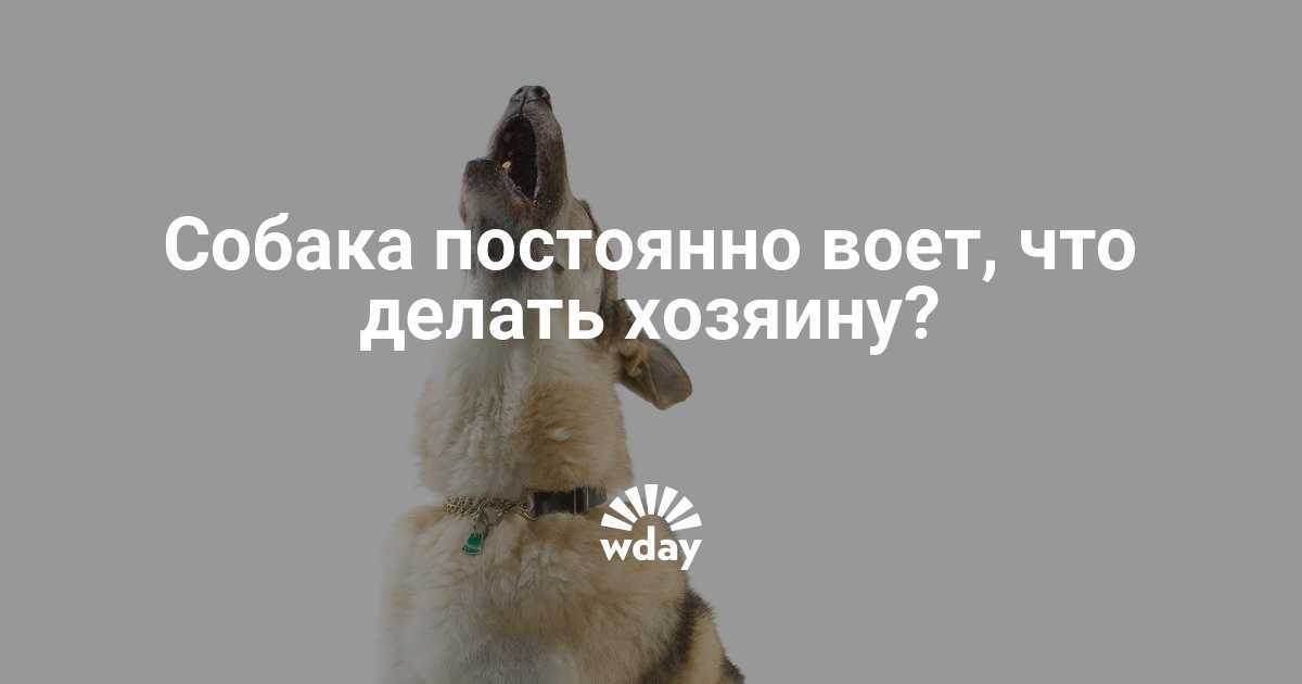 Как отучить собаку выть в отсутствие хозяев: причины такого поведения