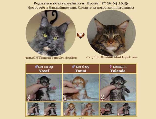 Котенок мейн-куна: этапы роста и взросления : clubcat