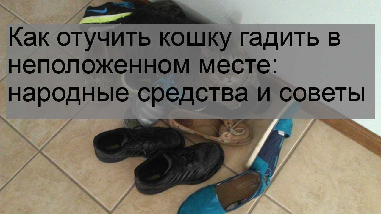 4 причины, почему кошка начала гадить где попало: что делать и как отучить