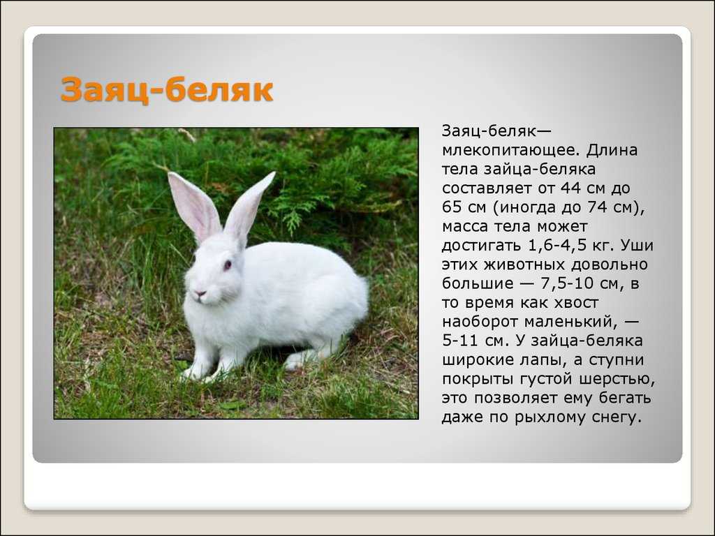 Про зайца
