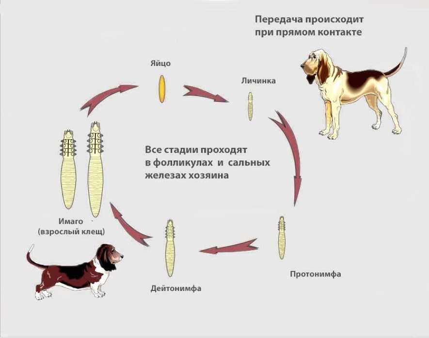 Железница — подкожный клещ у собаки