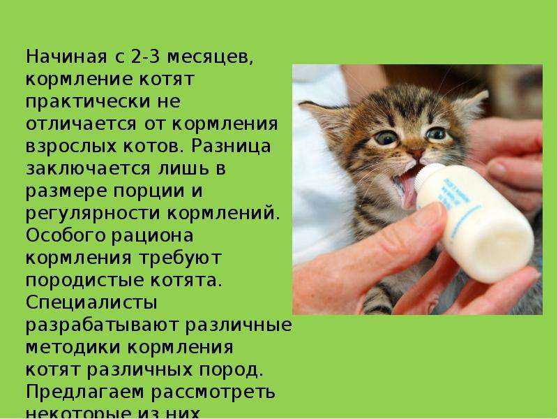 Кефир котенку - можно ли давать