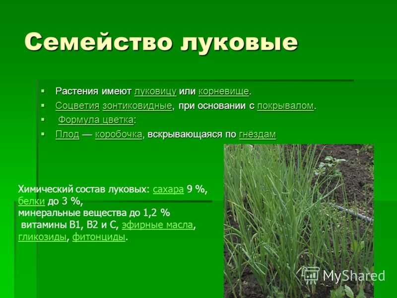 Чем полезна заваренная луковая шелуха для здоровья – свойства отвара