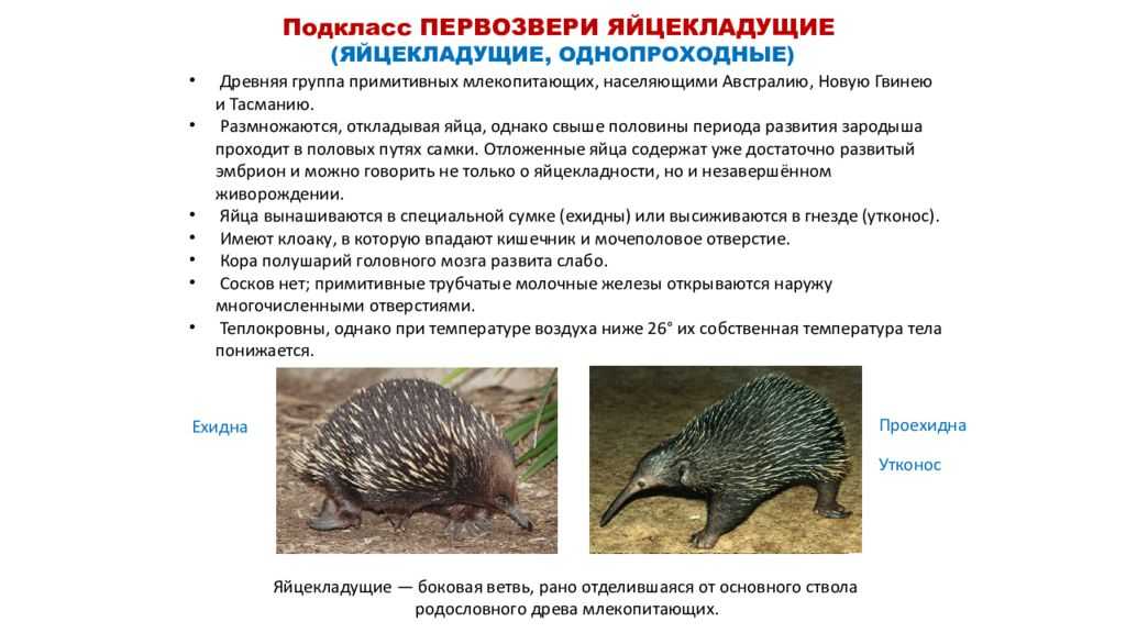 Подкласс яйцекладущие млекопитающие, отряд однопроходные, представители: ехидна, утконос