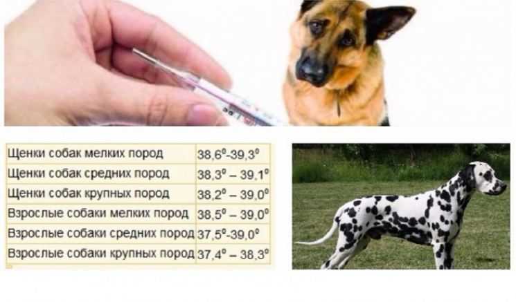 Как измерить температуру тела собаки (с иллюстрациями)