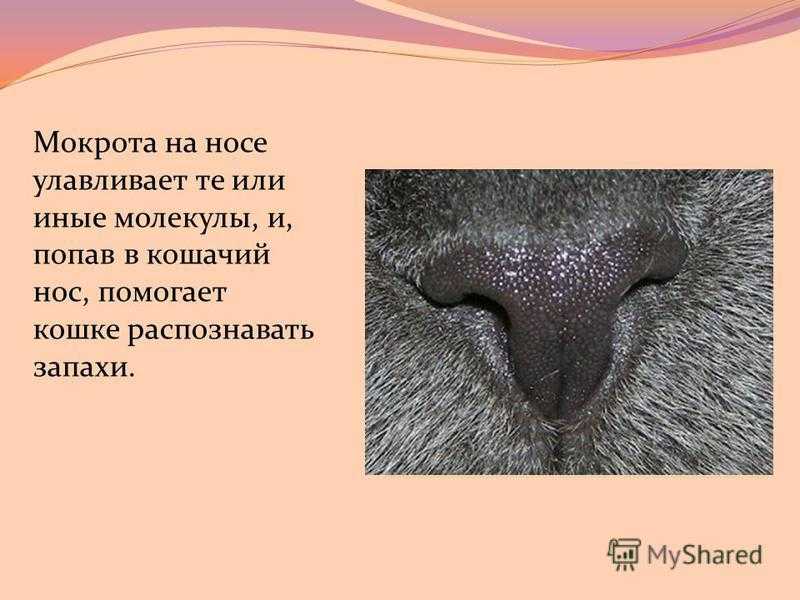 У кошки сухой нос. причины того, что у кота высох орган обоняния. что делать хозяину, если носик у котенка не мокрый. симптомы и признаки заболевания