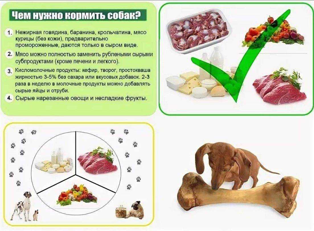 Можно ли собакам печень