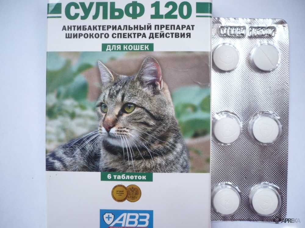 Антибиотики для кошек: виды, свойства и особенности применения
