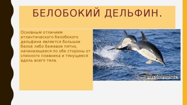 Короткоголовые дельфины (lagenorhynchus) | lifecatalog
